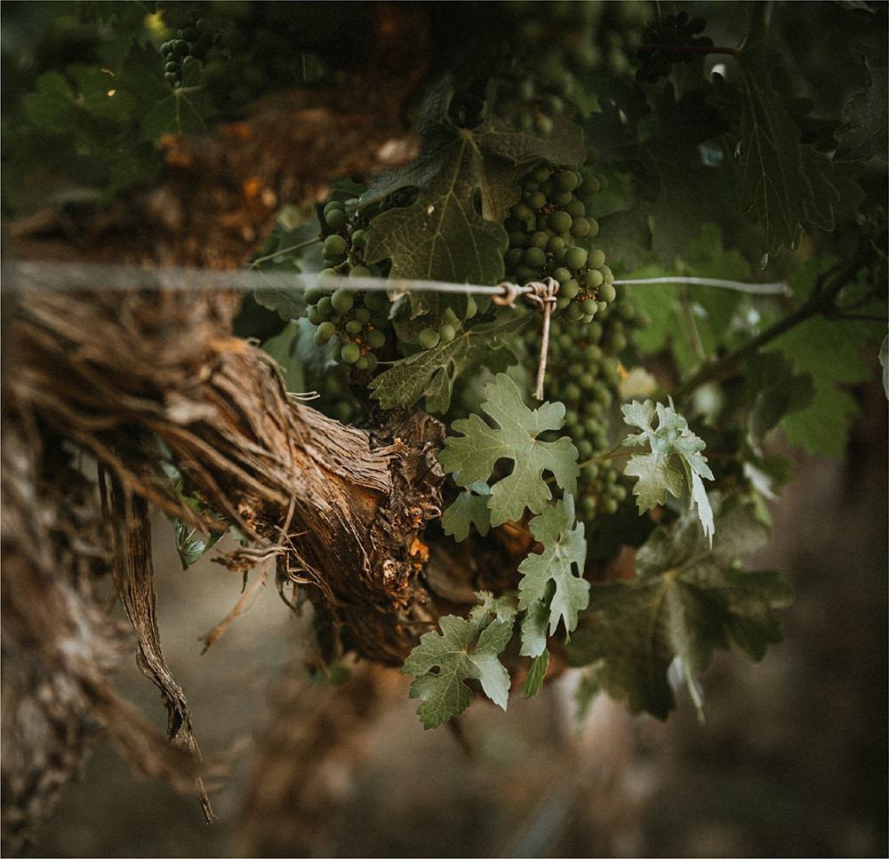 Closeup of Section 15 vines