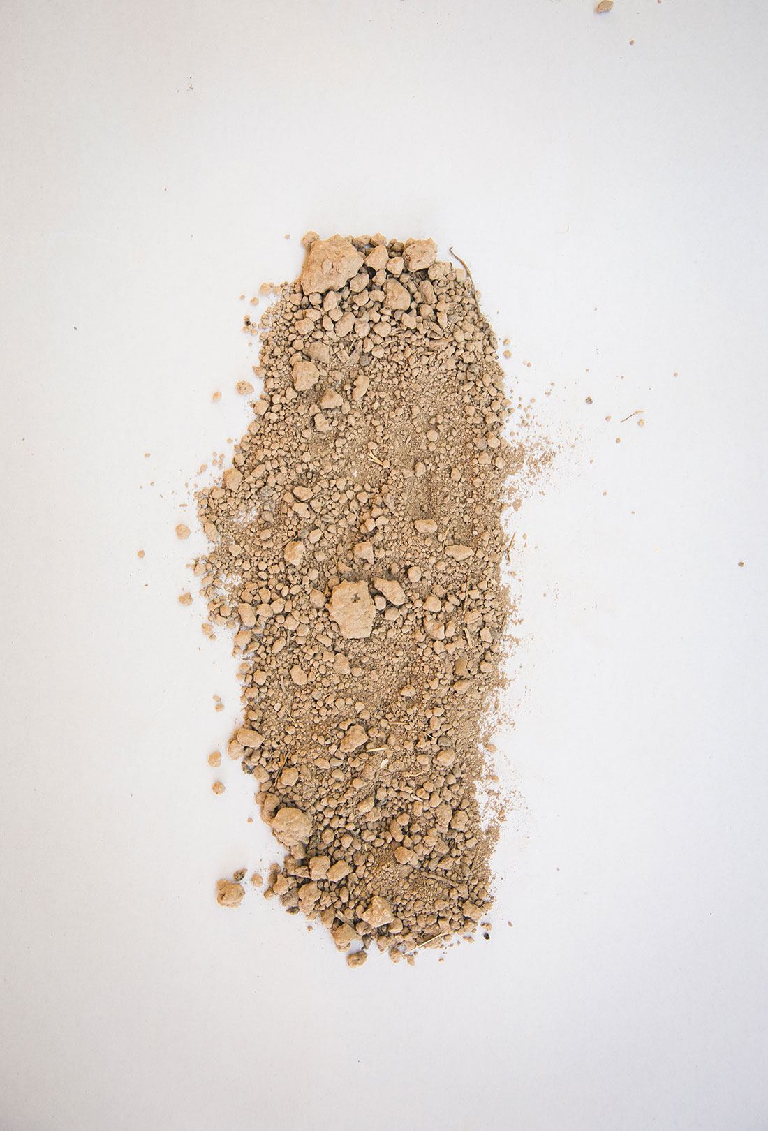 Soil from Regusci Vineyard