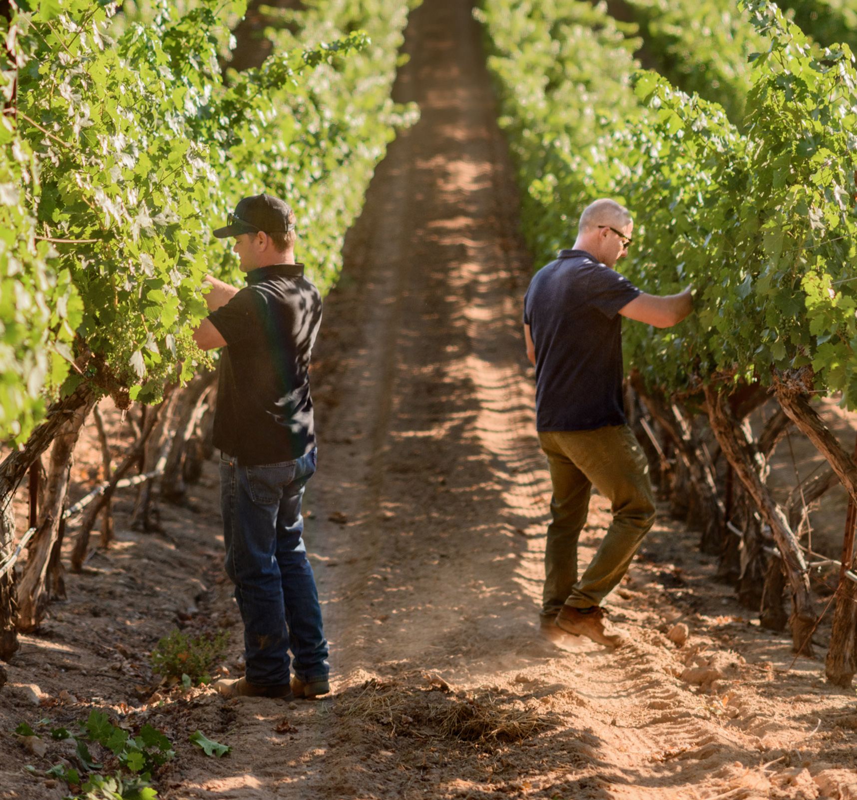 Thomas and Matt inspecting grapes in the vineyard